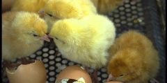 طريقة تفقيس بيض الدجاج